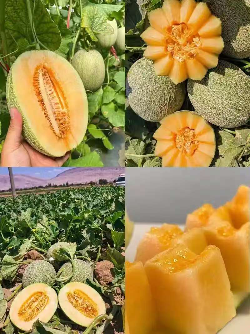 海南哈密瓜，精品瓜。大量供应中，欢迎老板前来采购。