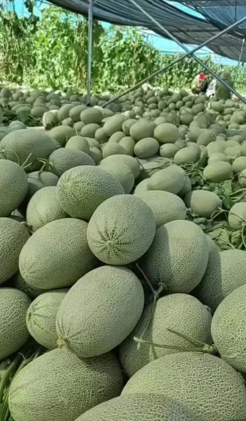 海南哈密瓜，精品瓜。大量供应中，欢迎老板前来采购。