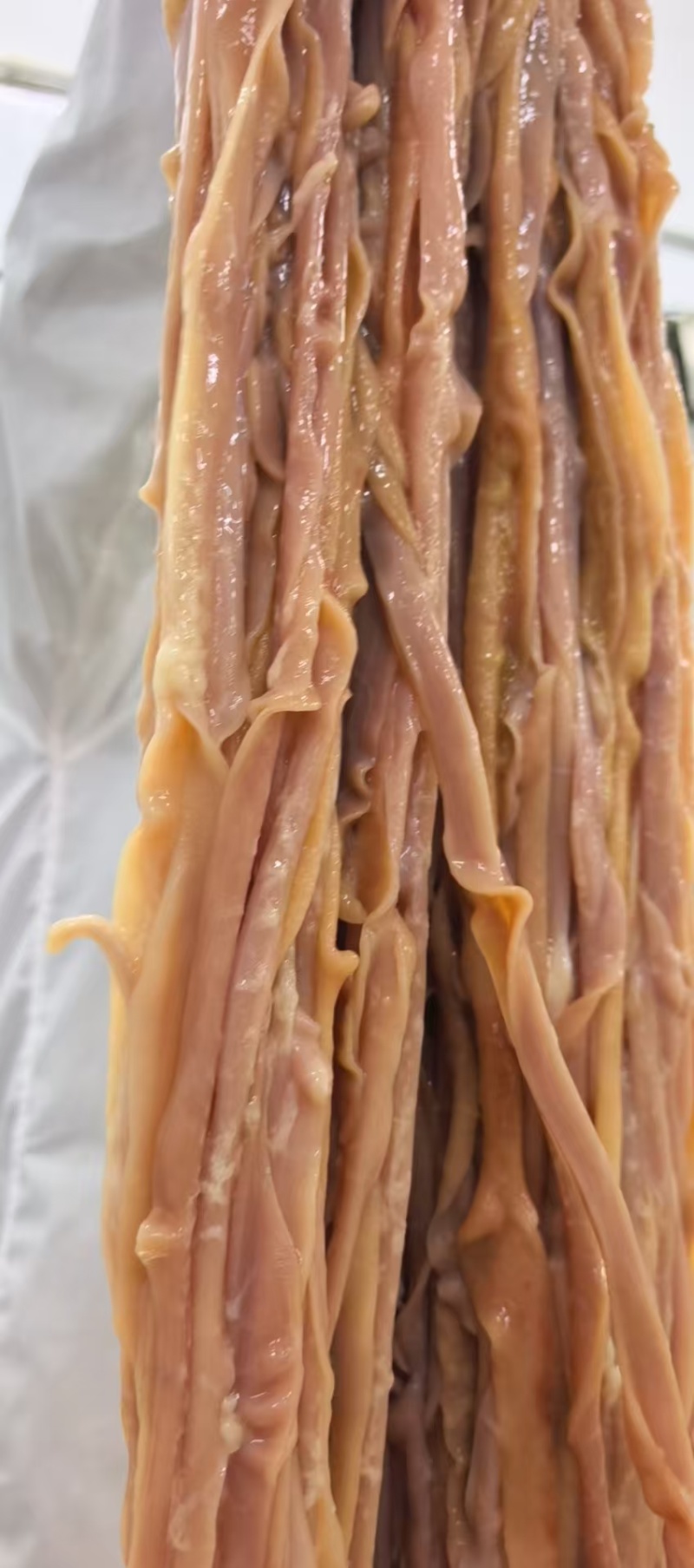 大鸭肠