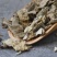 寻骨风精选优质寻骨风批发零售量大从优