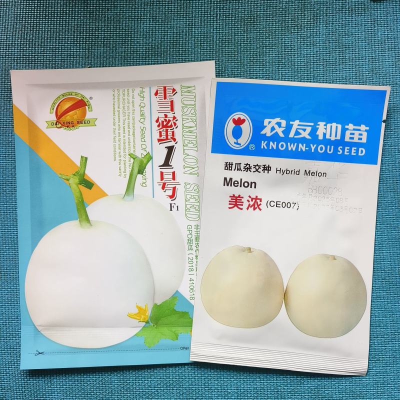 美浓甜瓜种子薄皮甜瓜种子大小整齐皮淡黄白色香味囗感好