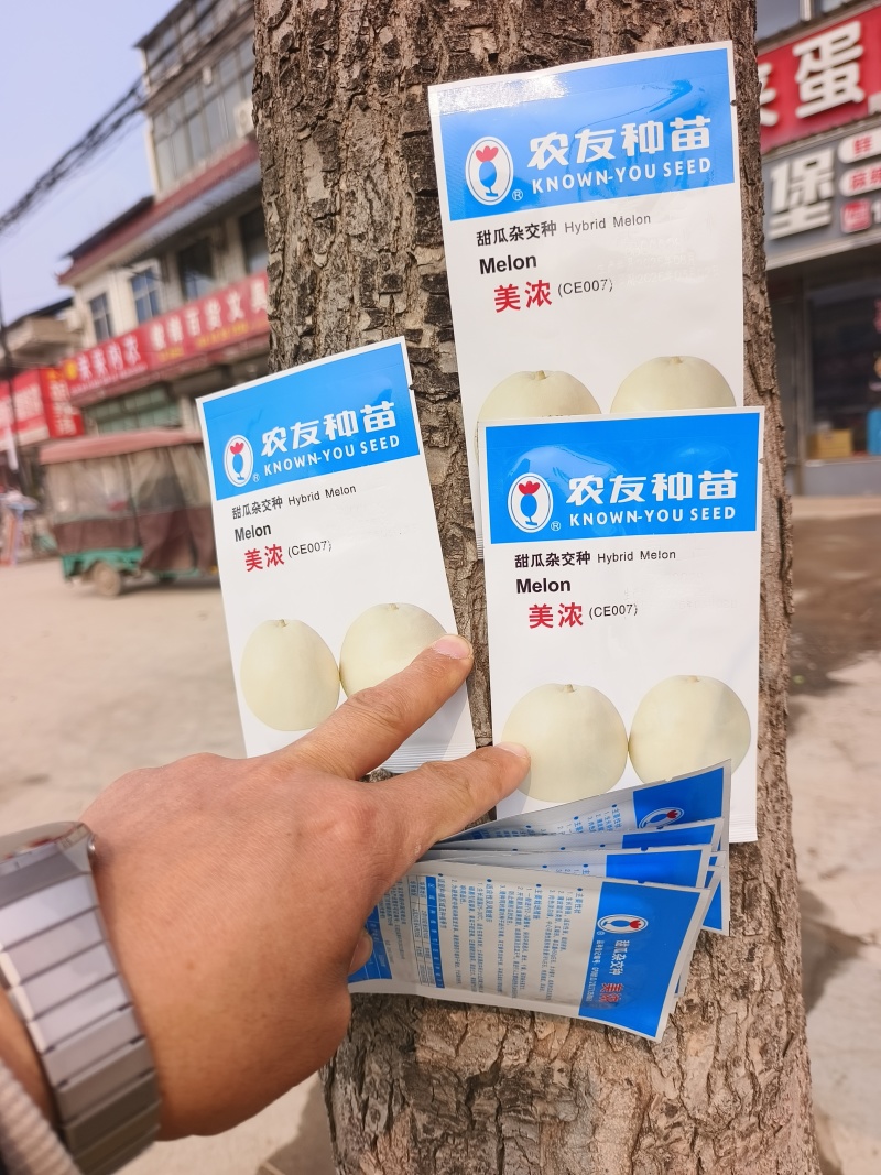 美浓甜瓜种子薄皮甜瓜种子大小整齐皮淡黄白色香味囗感好