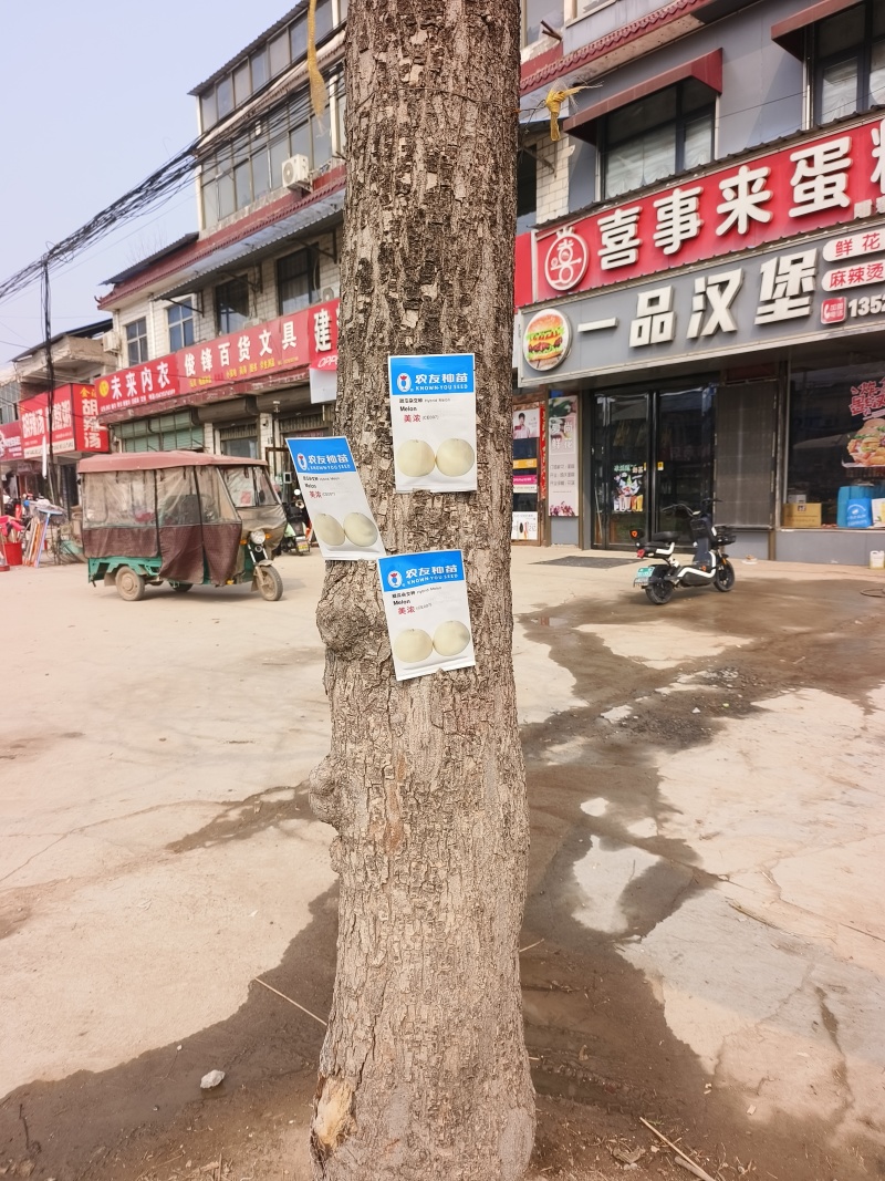 美浓甜瓜种子薄皮甜瓜种子大小整齐皮淡黄白色香味囗感好