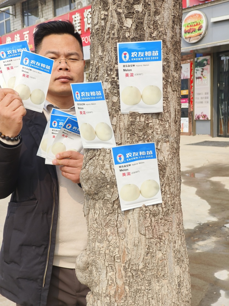 美浓甜瓜种子薄皮甜瓜种子大小整齐皮淡黄白色香味囗感好