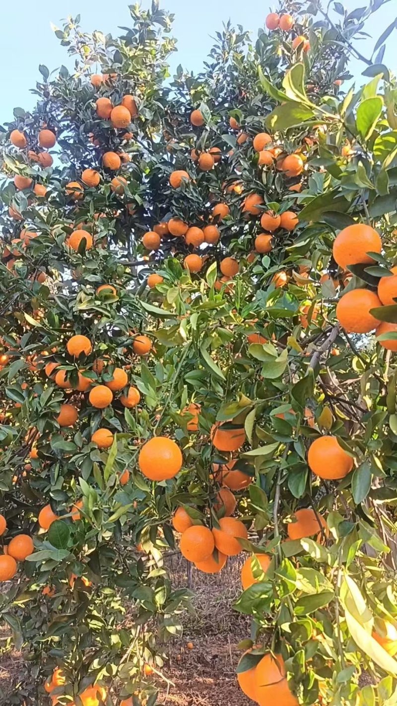 现摘沃柑，不打蜡，早上摘，下午发货！！