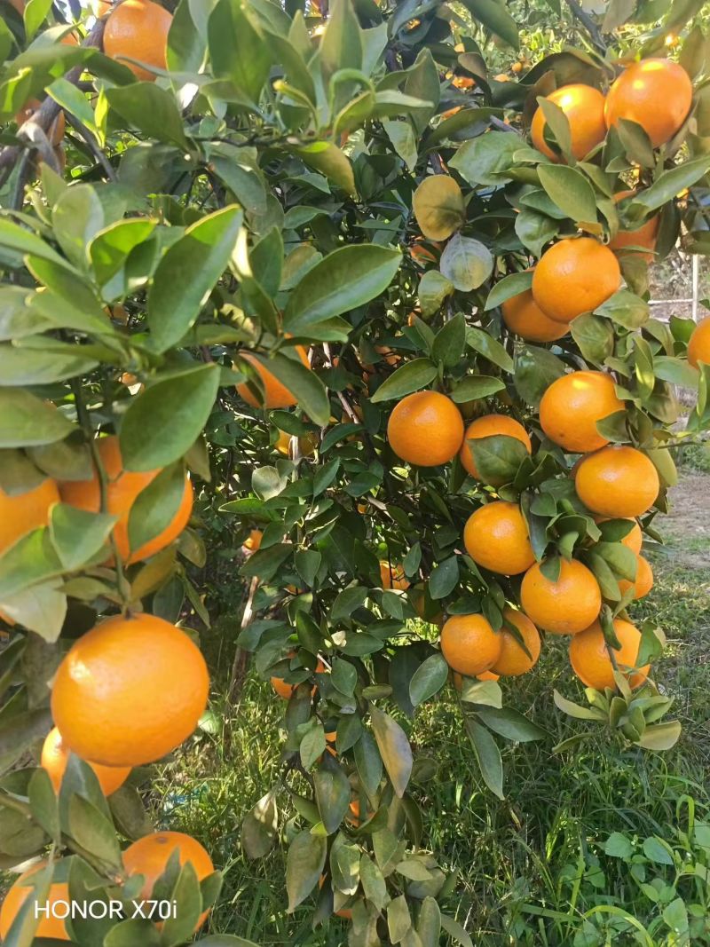 现摘沃柑，不打蜡，早上摘，下午发货！！