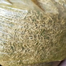 晒干金银花