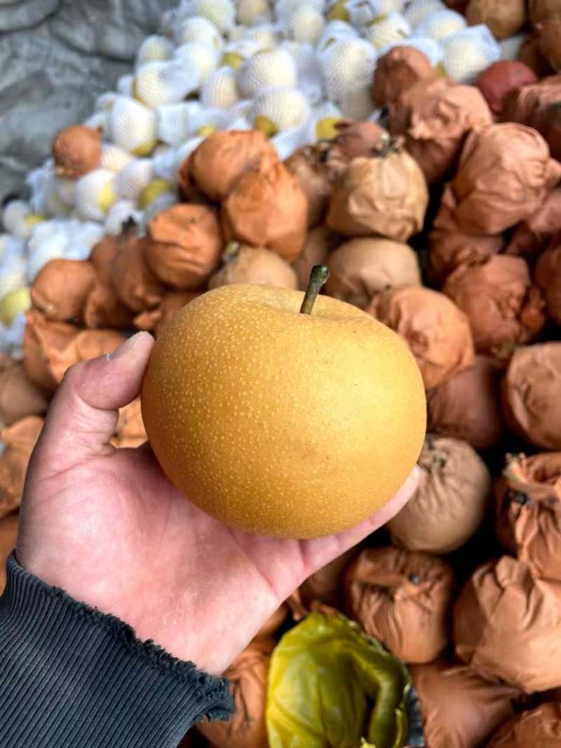 《热卖》正宗秋月梨河北基地直发保质保量一条龙服务量大从优