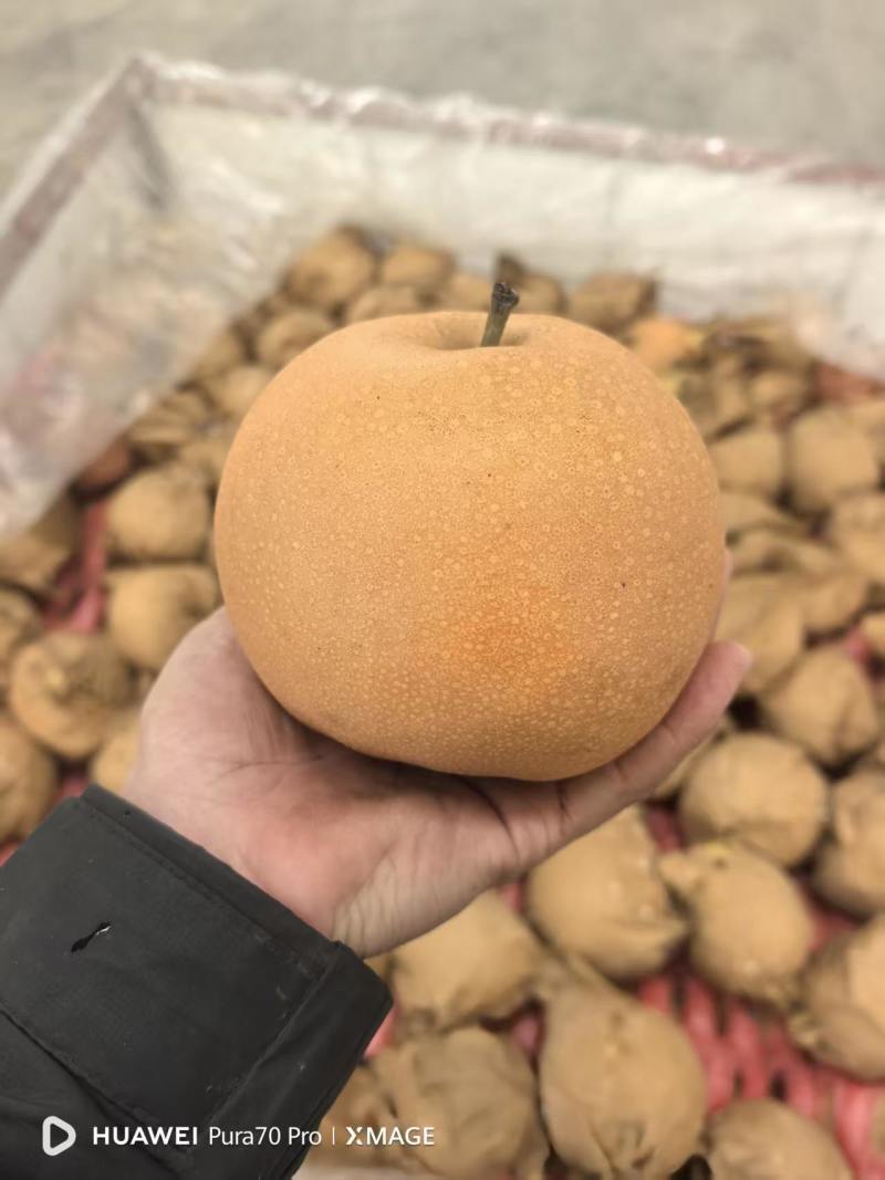 《热卖》正宗秋月梨河北基地直发保质保量一条龙服务量大从优