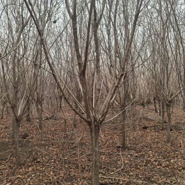精品黄栌，万亩黄栌种植基地，山东滨州