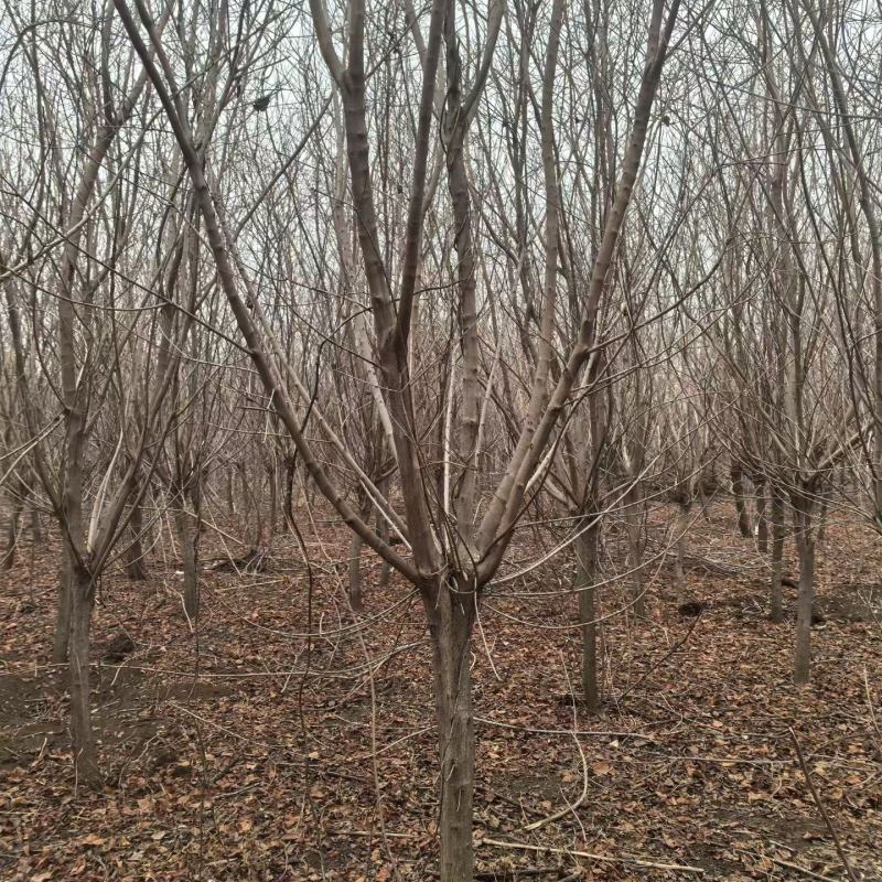 精品黄栌，万亩黄栌种植基地，山东滨州