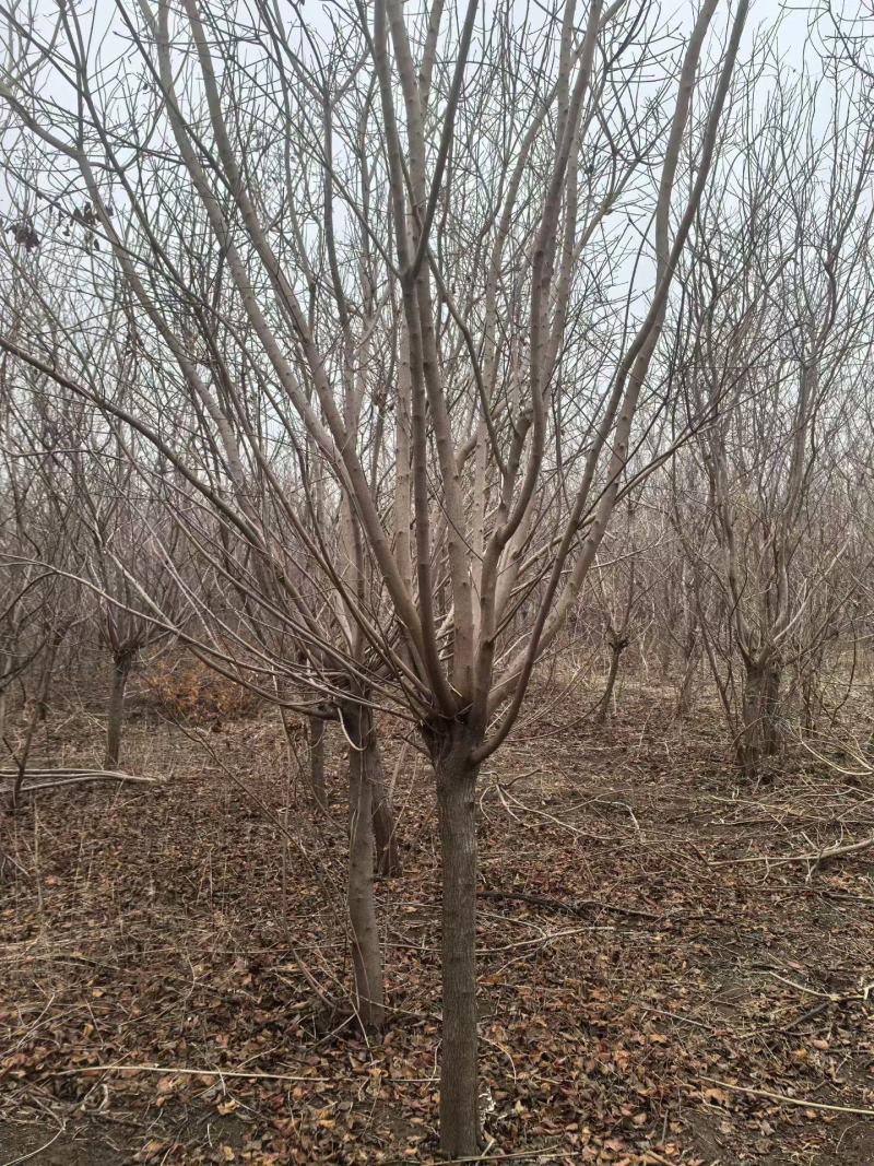 精品黄栌，万亩黄栌种植基地，山东滨州