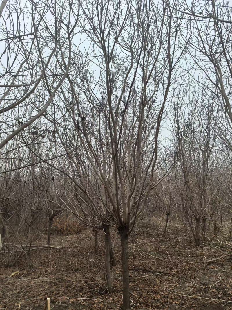 精品黄栌，万亩黄栌种植基地，山东滨州