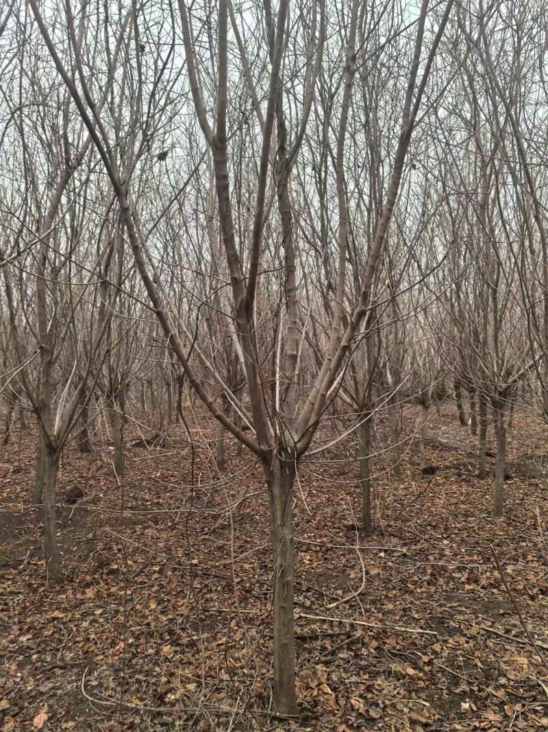 精品黄栌，万亩黄栌种植基地，山东滨州