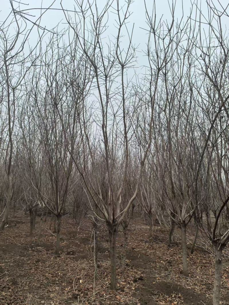 精品黄栌，万亩黄栌种植基地，山东滨州