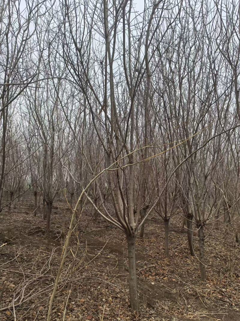 精品黄栌，万亩黄栌种植基地，山东滨州