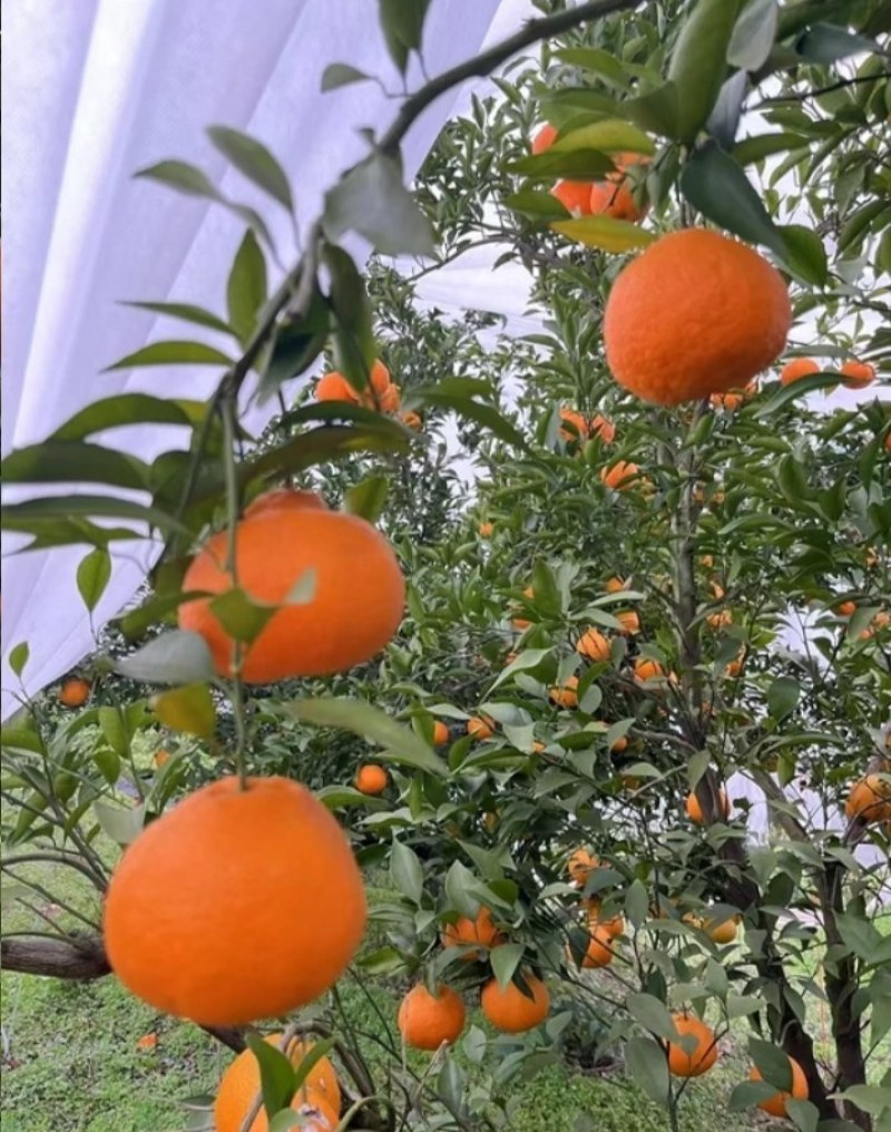 春见耙耙柑