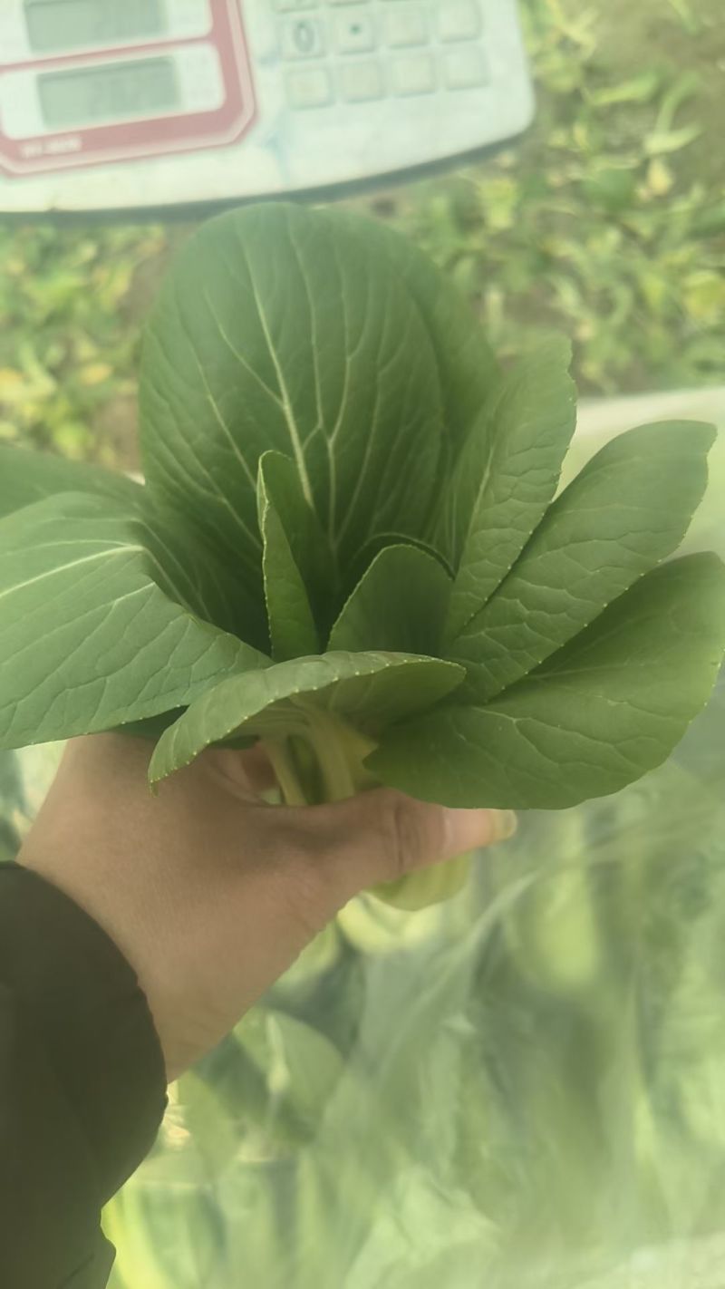 上海青中颗，2两到3两，可视频看货质量