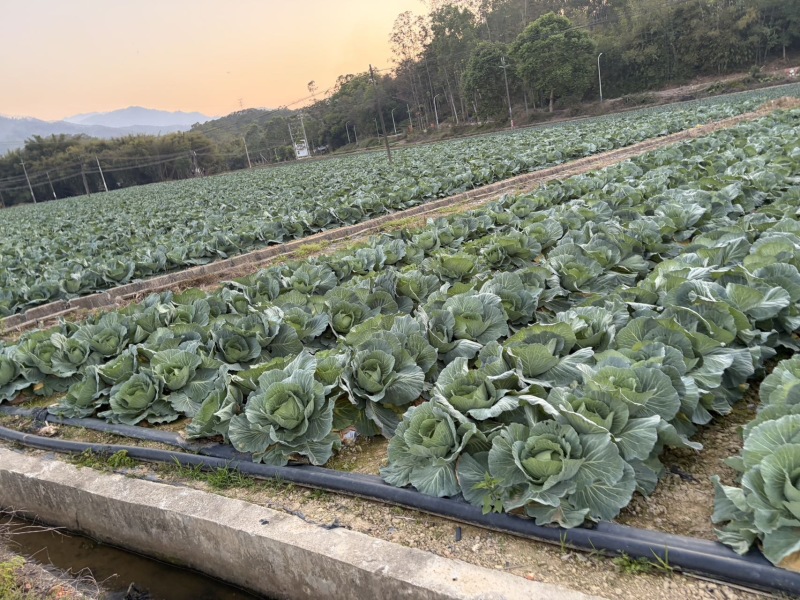 圆包菜🥬