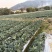 圆包菜🥬