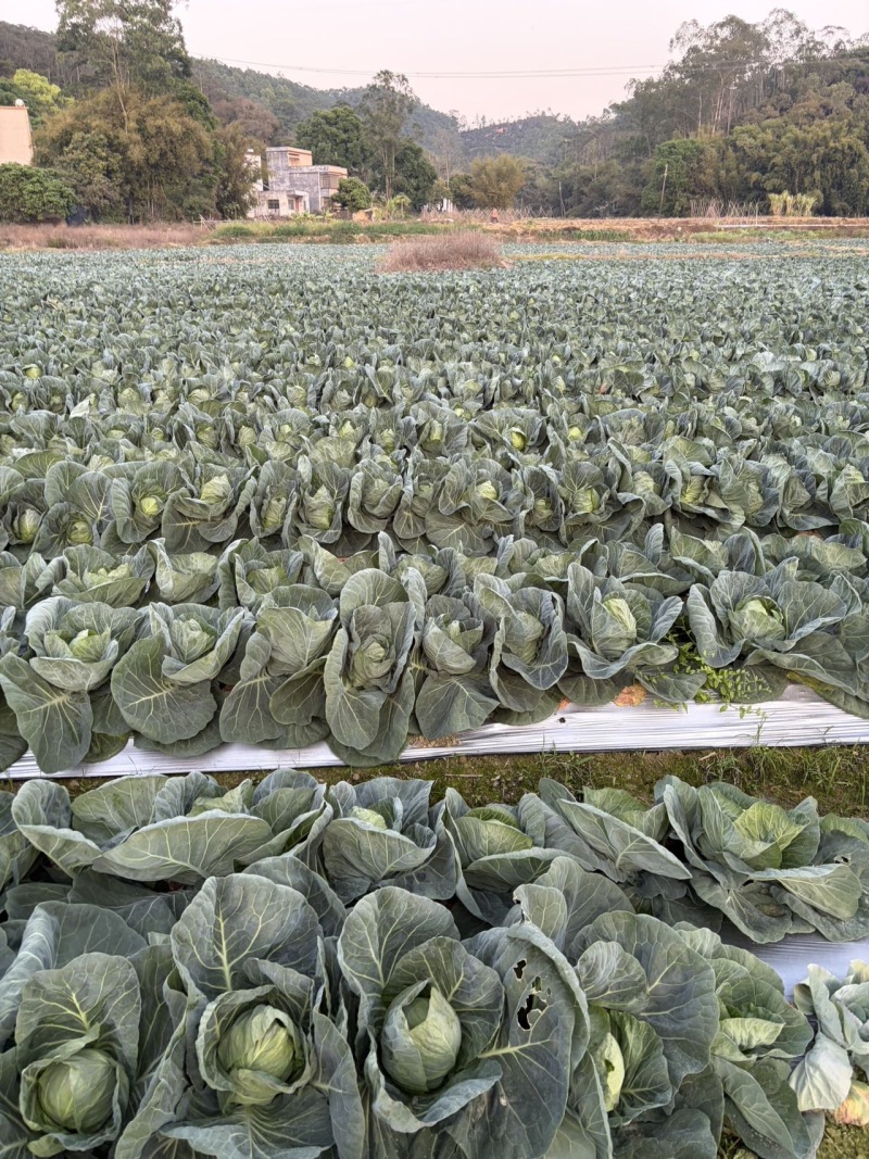 圆包菜🥬