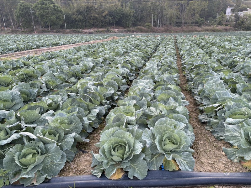圆包菜🥬