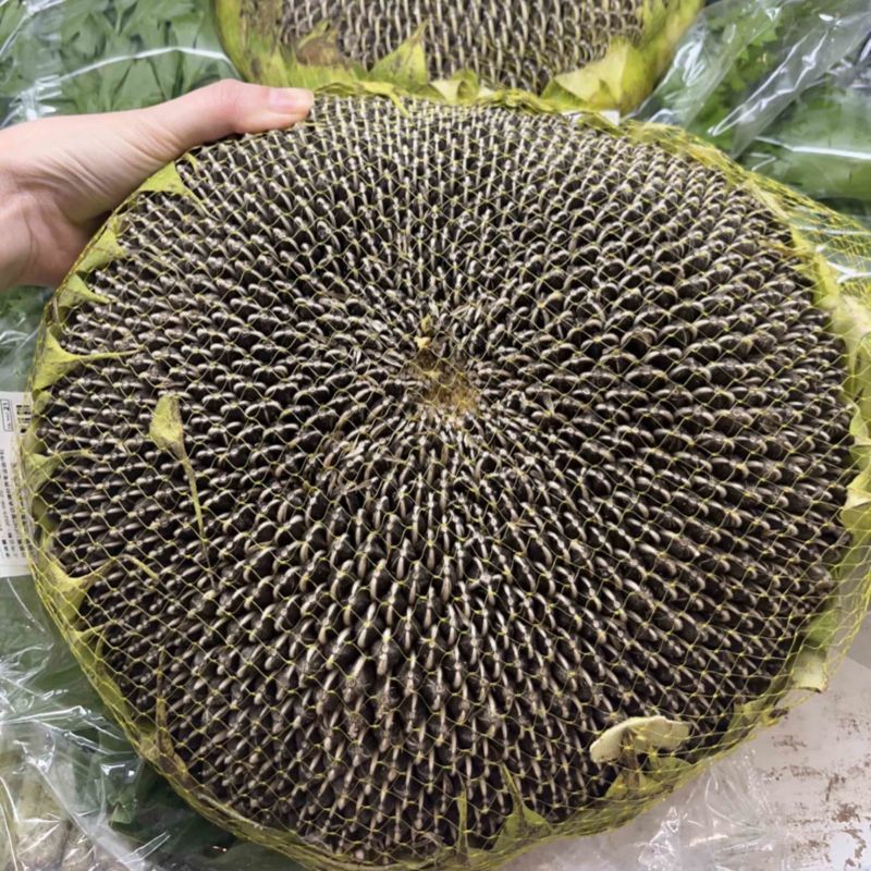 （同辉18）内蒙古食葵葵花籽瓜子产地直发品质保障