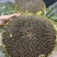 （同辉18）内蒙古食葵葵花籽瓜子产地直发品质保障