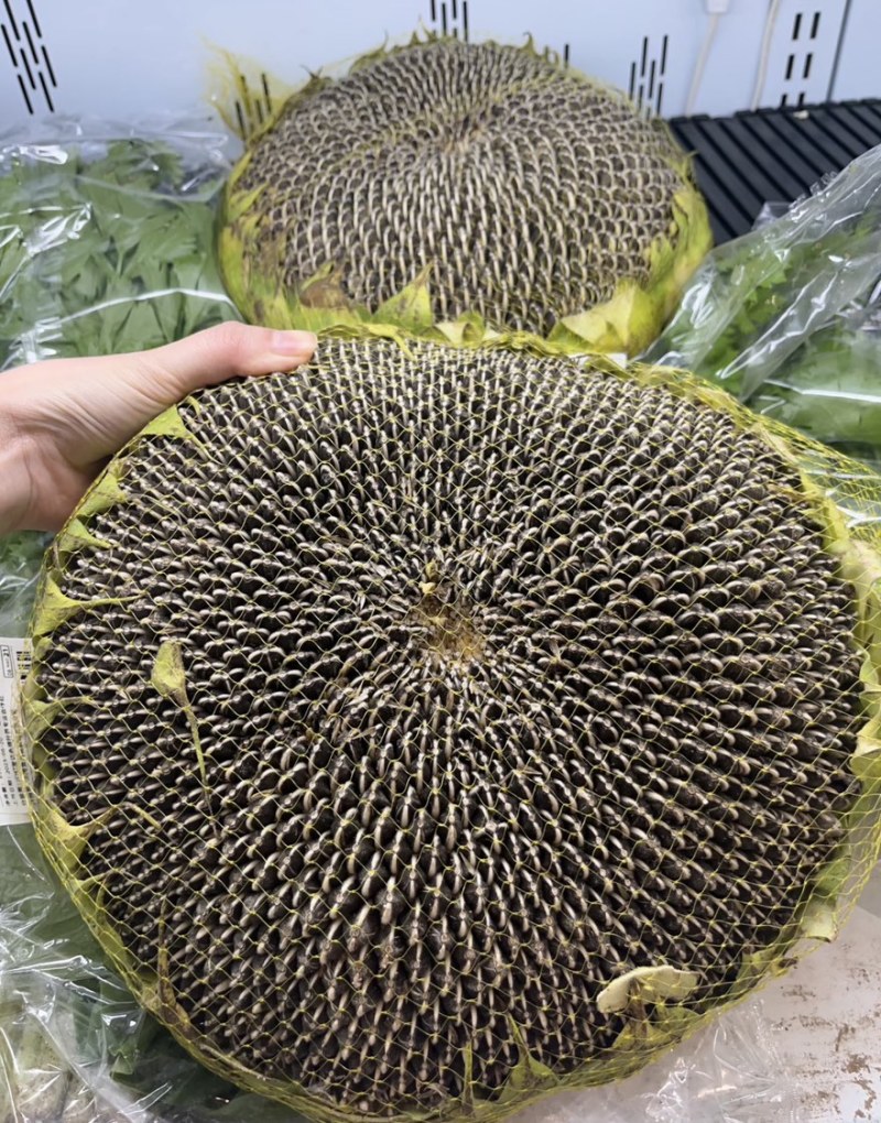 （同辉18）内蒙古食葵葵花籽瓜子产地直发品质保障