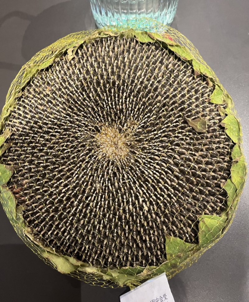 （同辉18）内蒙古食葵葵花籽瓜子产地直发品质保障