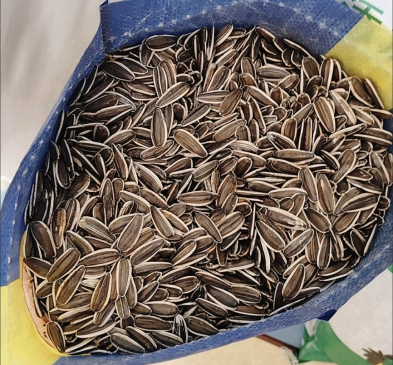 （同辉18）内蒙古食葵葵花籽瓜子产地直发品质保障