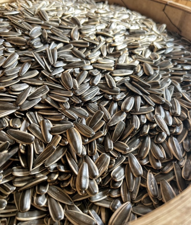 （同辉18）内蒙古食葵葵花籽瓜子产地直发品质保障