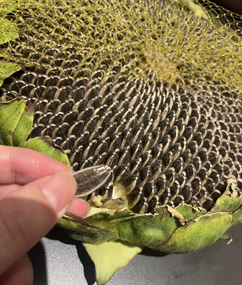 （同辉18）内蒙古食葵葵花籽瓜子产地直发品质保障