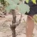 常年大量出售现货占地果树葡萄树1到10公分