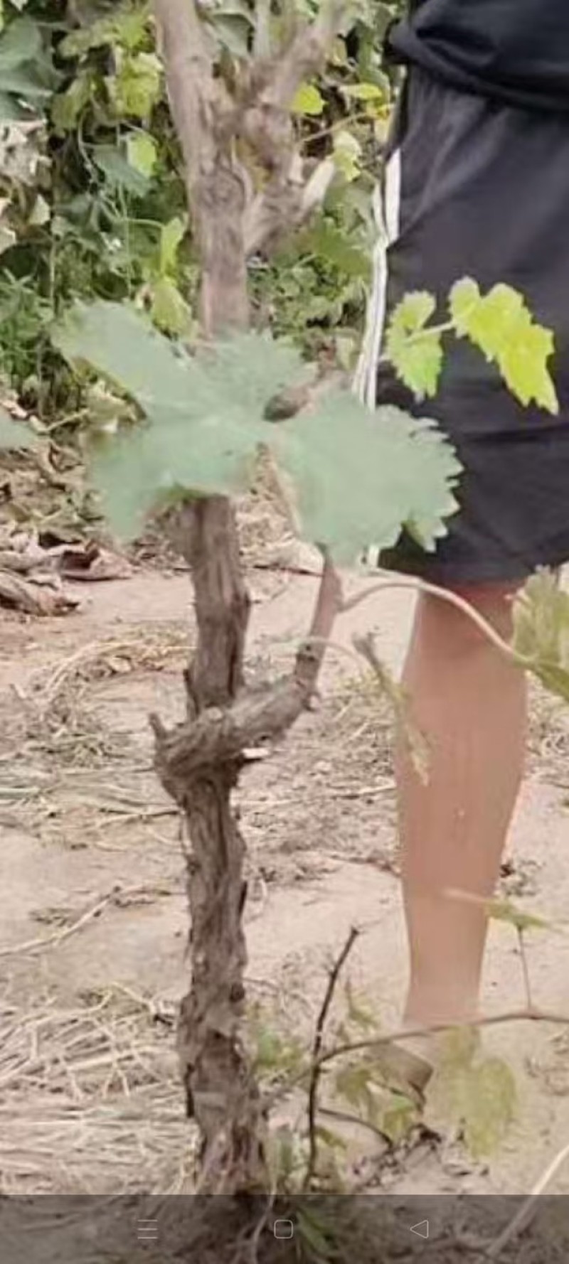 常年大量出售现货占地果树葡萄树1到10公分