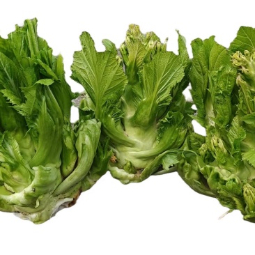 贵州儿菜自家种植，大量有货，可对接全国，欢迎各位采购