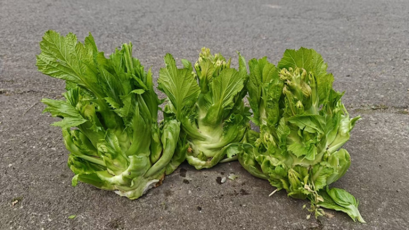贵州儿菜自家种植，大量有货，可对接全国，欢迎各位采购