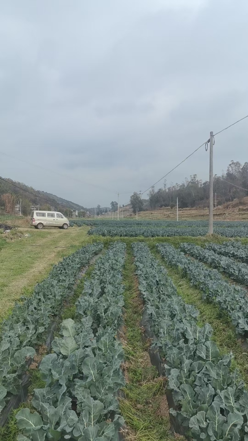云南西兰花统货大量上市欢迎采购可来电咨询详谈