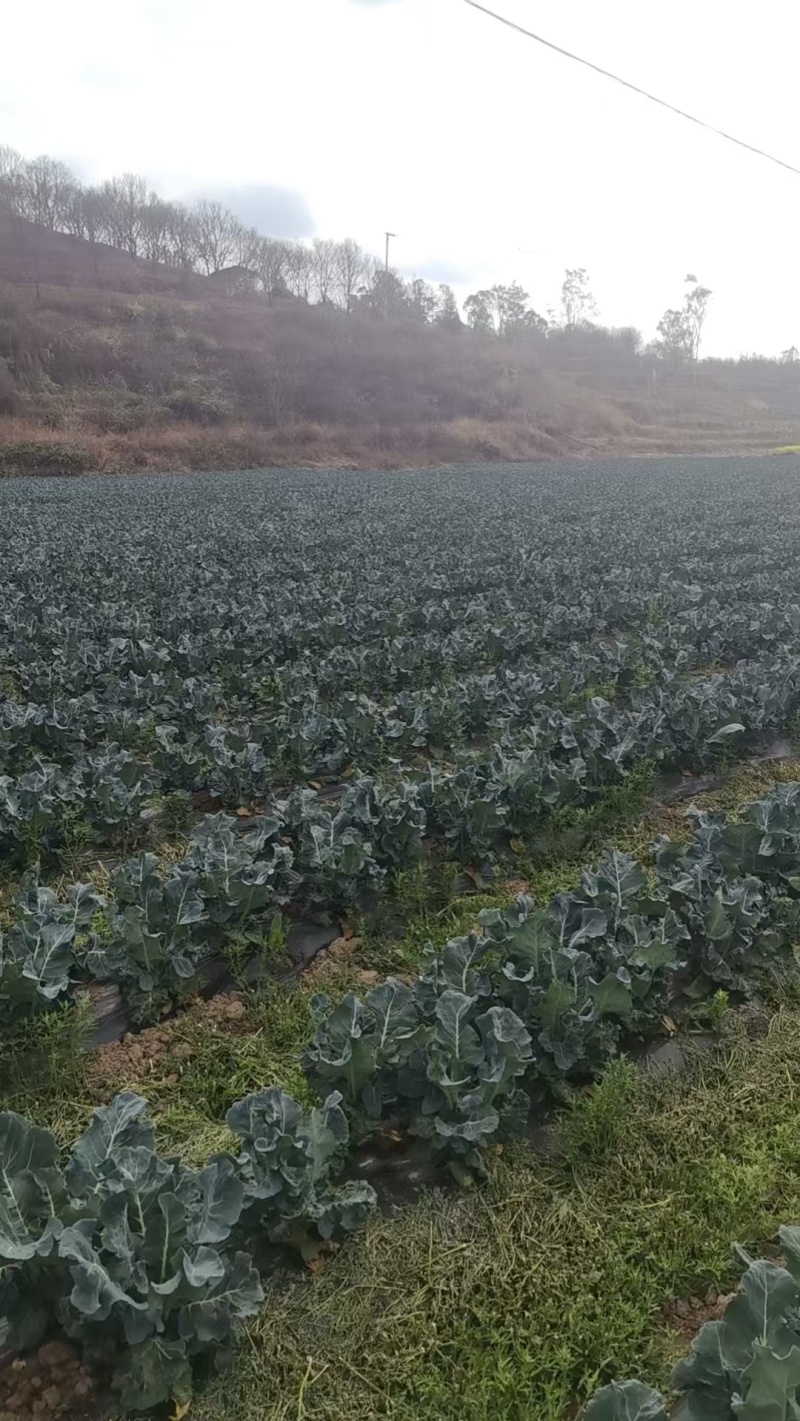 云南西兰花统货大量上市欢迎采购可来电咨询详谈