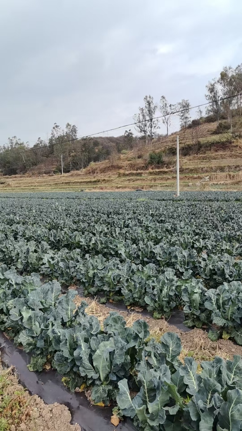 云南西兰花统货大量上市欢迎采购可来电咨询详谈