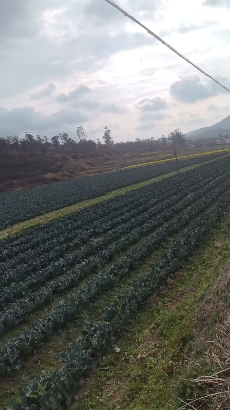 云南西兰花统货大量上市欢迎采购可来电咨询详谈