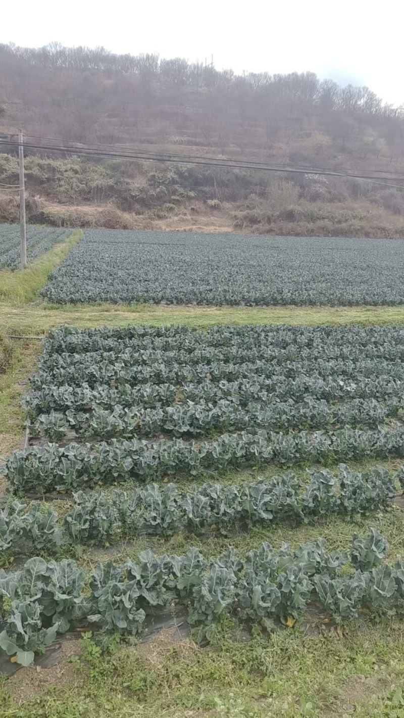 云南西兰花统货大量上市欢迎采购可来电咨询详谈