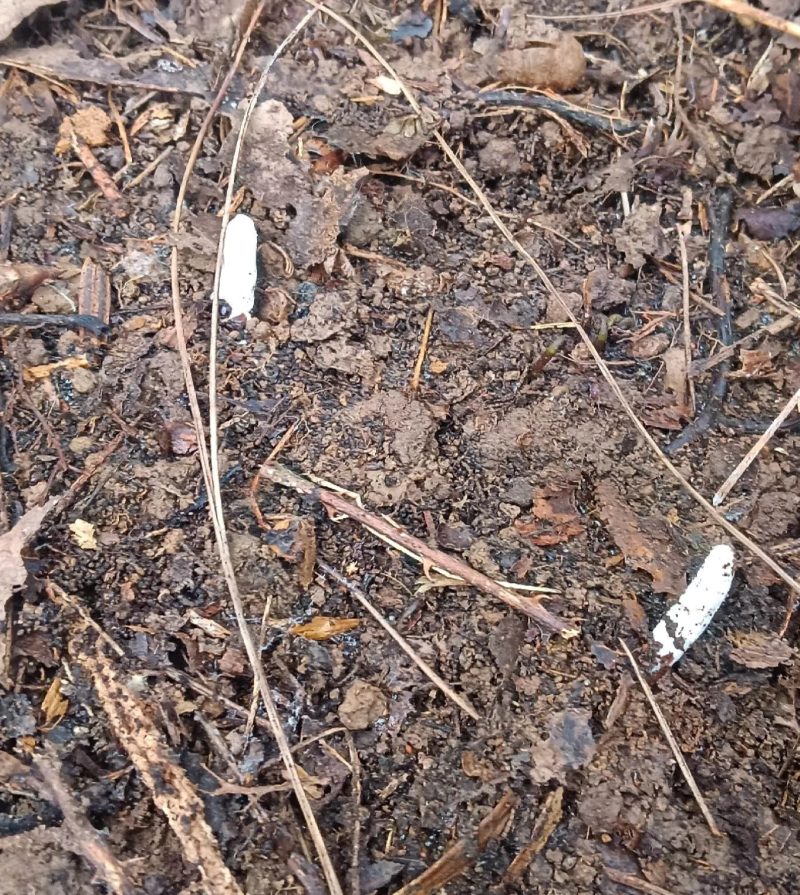 虫草