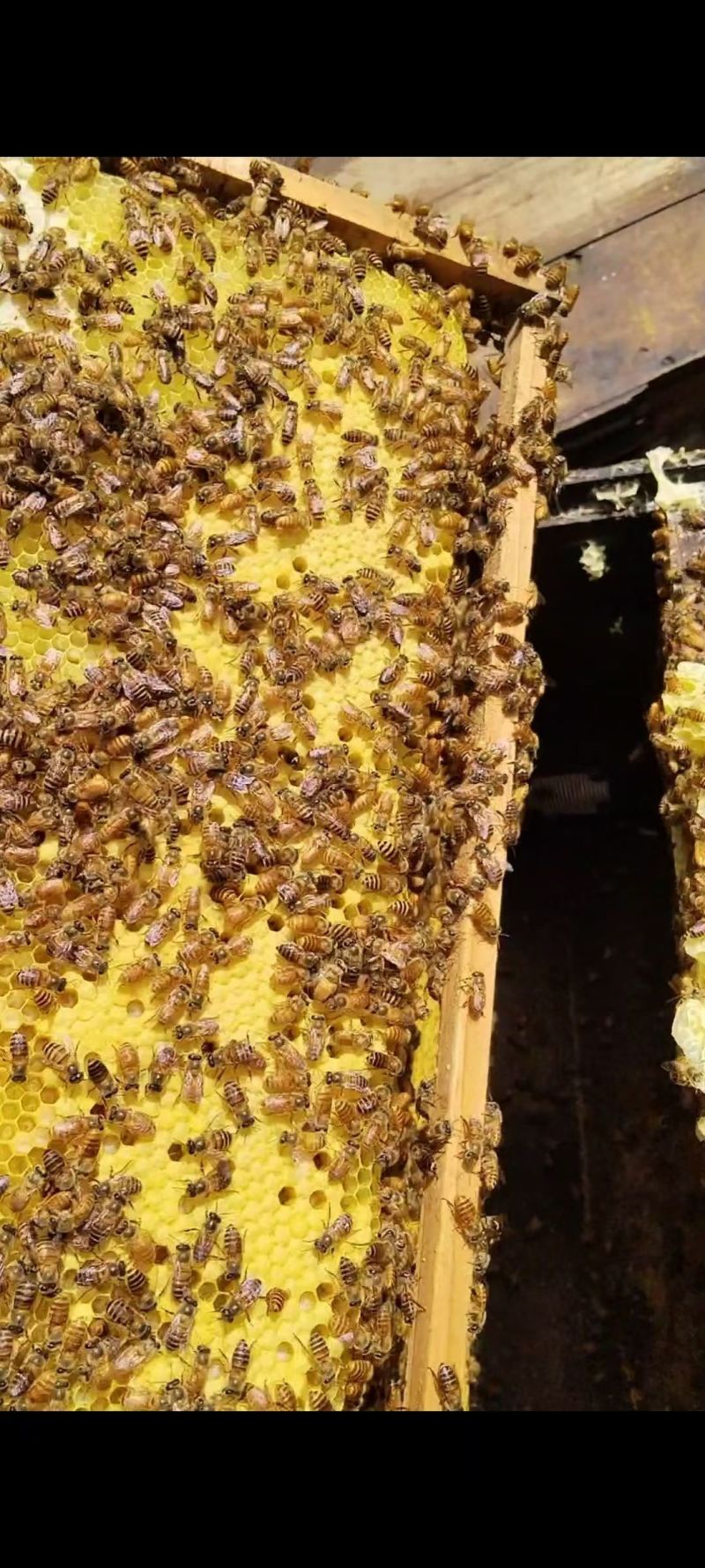 荔枝蜂蜜，龙眼蜂蜜