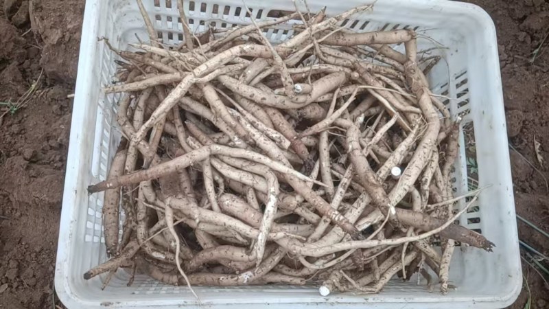 川明参鲜货