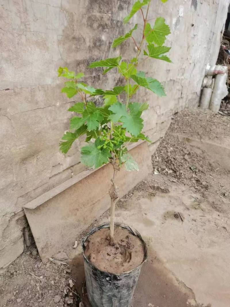常年大量出售现货占地果树葡萄树1到10公分