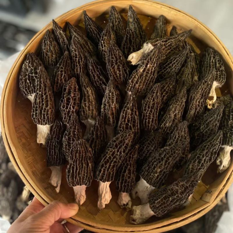 【推荐】精品羊肚菌食用菌产地直发各种规格都有