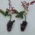 苏格兰黄油玫瑰花月季花苗特大切花盆栽四季庭院阳台花卉
