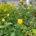 苏格兰黄油玫瑰花月季花苗特大切花盆栽四季庭院阳台花卉