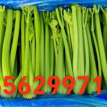 西芹，净菜，毛菜，整车都可